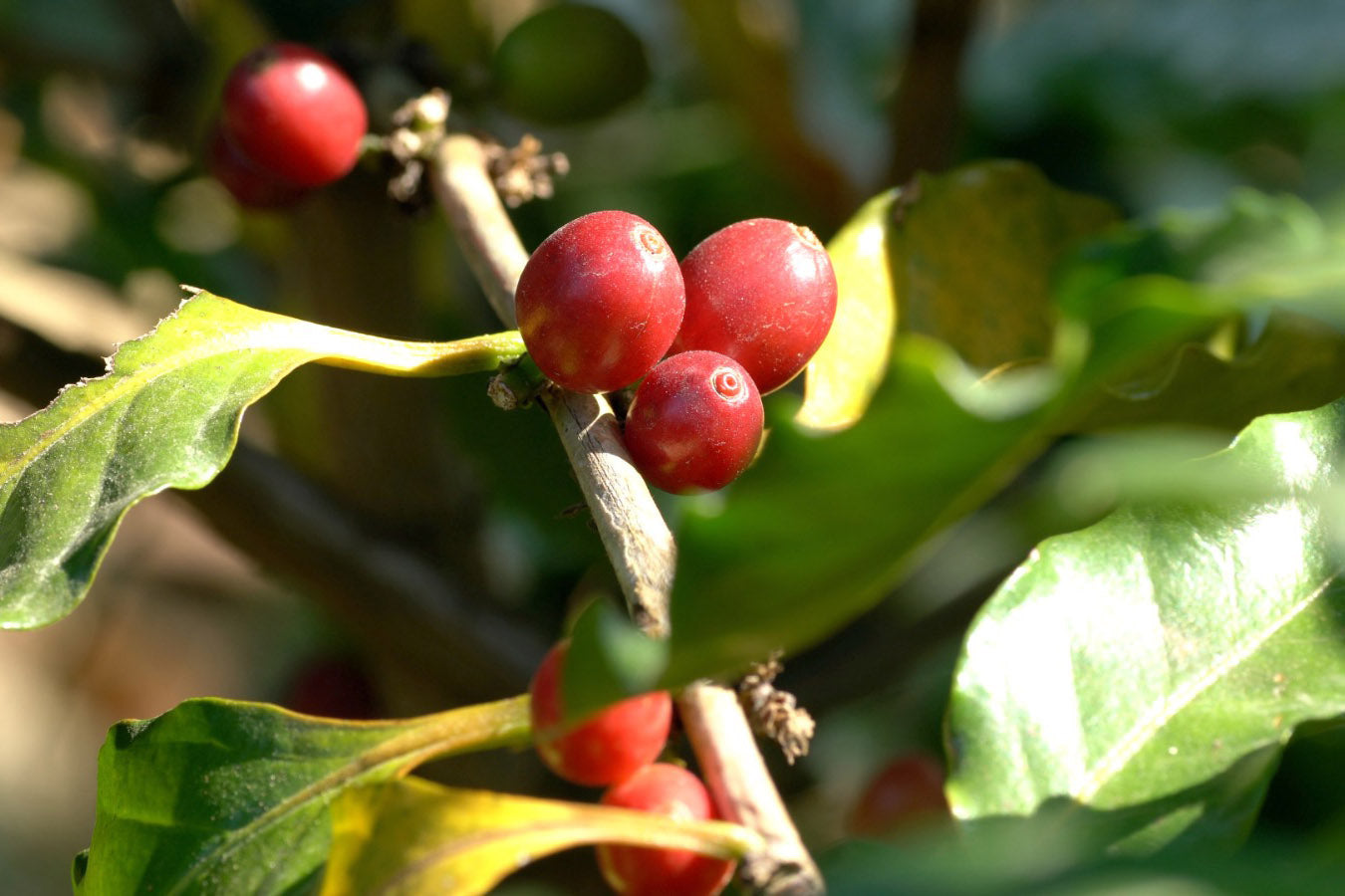 LAI CHI WO VILLAGE COFFEE 70% DARK CHOCOLATE (SINGLE ORIGIN – PERU UCAYALI)